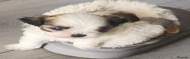 Mixed Breed 2