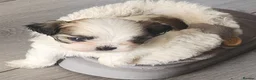 Mixed Breed dogs for sale: ADORABLE PUPPIES in Manchester - Advert 2