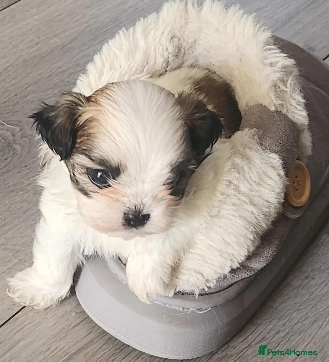 Mixed Breed dogs for sale: ADORABLE PUPPIES in Manchester - Advert 2