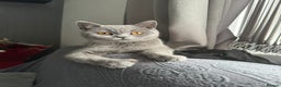 British Shorthair cats for sale: British shorthair  - Advert 1
