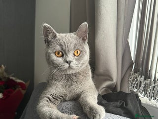 British Shorthair cats British shorthair - Advert 10