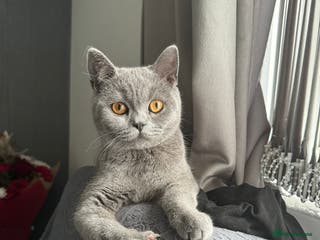 British Shorthair cats British shorthair - Advert 7