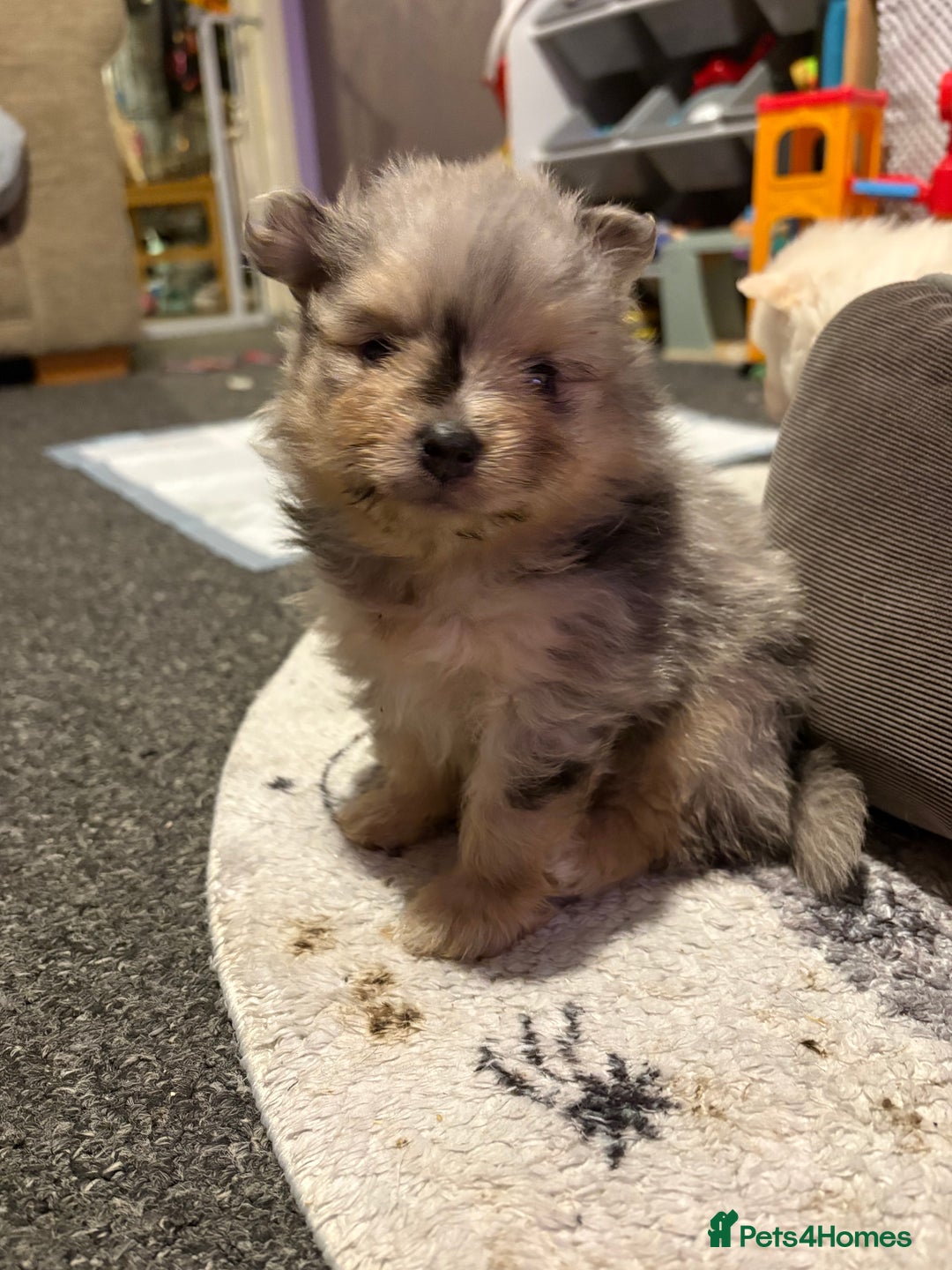 Pomeranian dogs for sale: 1 male 1 female  - Advert 4