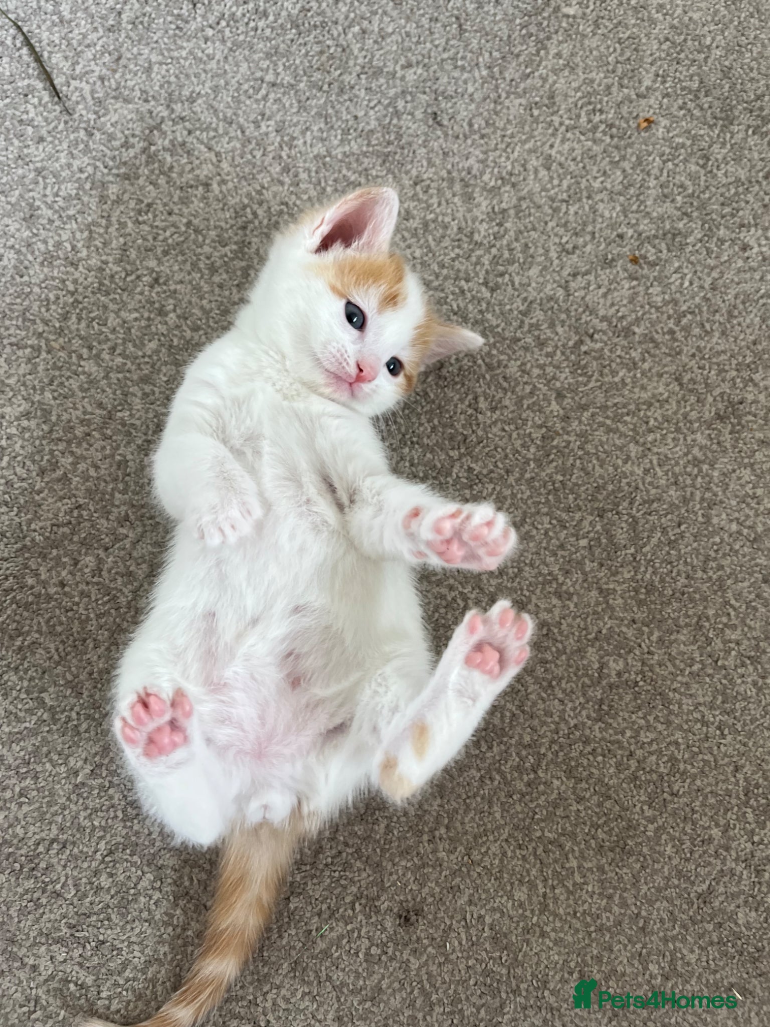 Mixed Breed Kitten 1