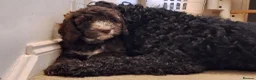 Cockapoo dogs for sale: Three beautiful cockapoo boys - Advert 7