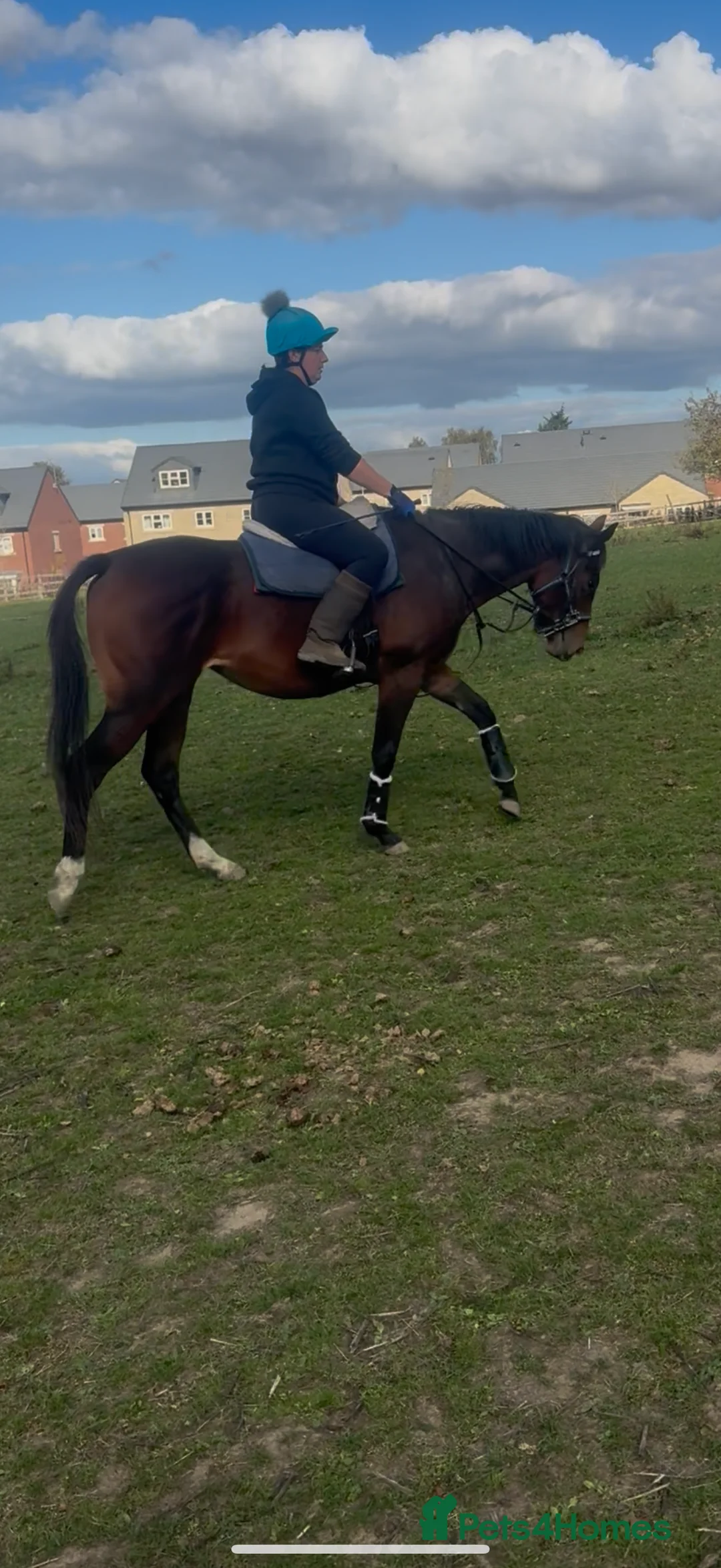 English Thoroughbred horses for sale: 15.2hh bay mare, rising 4 - Advert 5