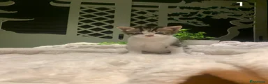 Mixed Breed Kitten 1