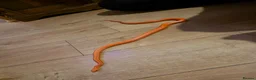 Corn Snake reptiles for sale: Pete- the Fire Stripe Cornsnake  in Nottingham - Advert 8