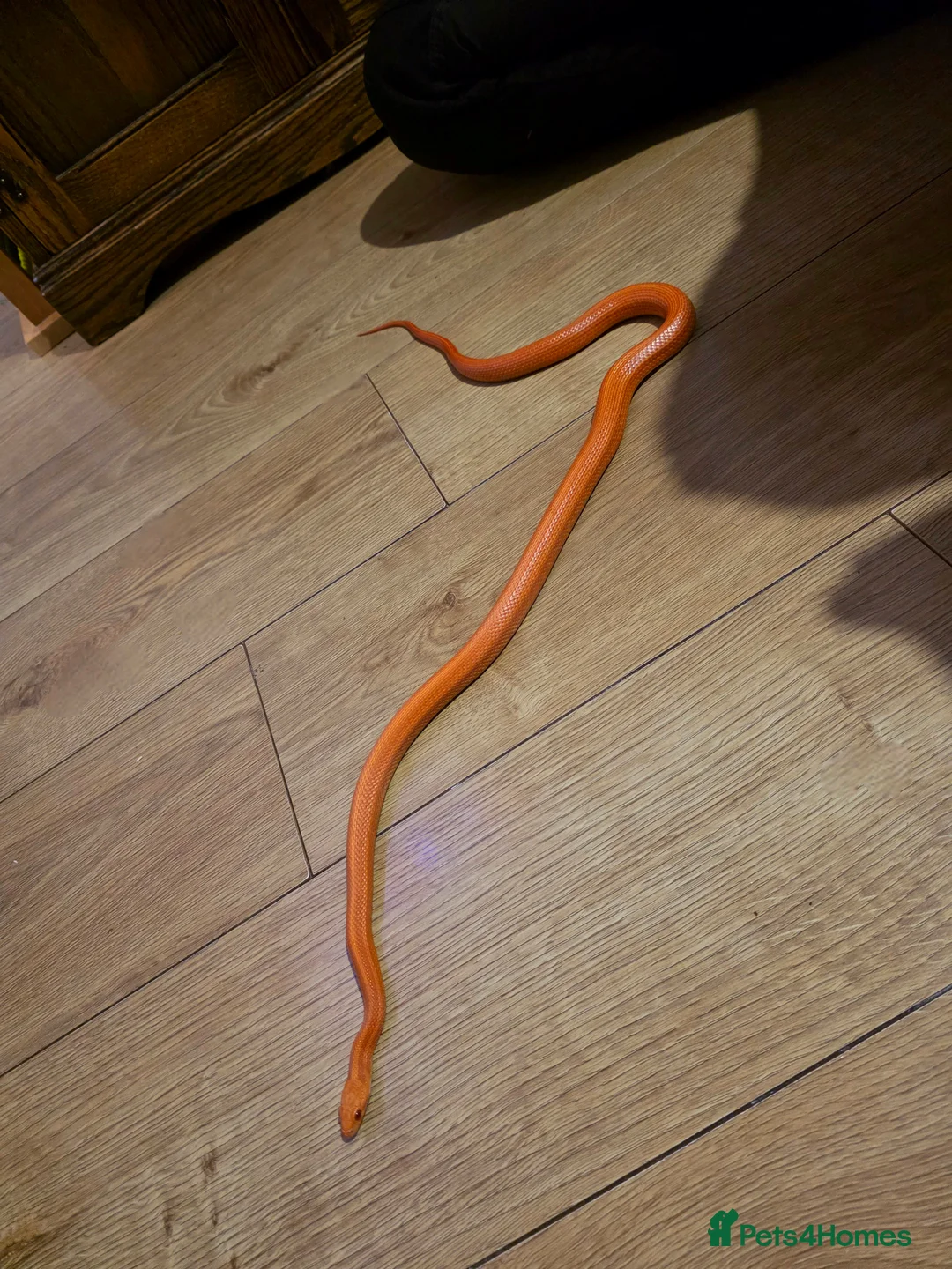 Corn Snake reptiles for sale: Pete- the Fire Stripe Cornsnake  in Nottingham - Advert 8