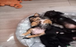 Mixed Breed dogs for sale: 💞ONLY 4 Beautiful Yorkie Russel Puppies Left 💞 - Image 34