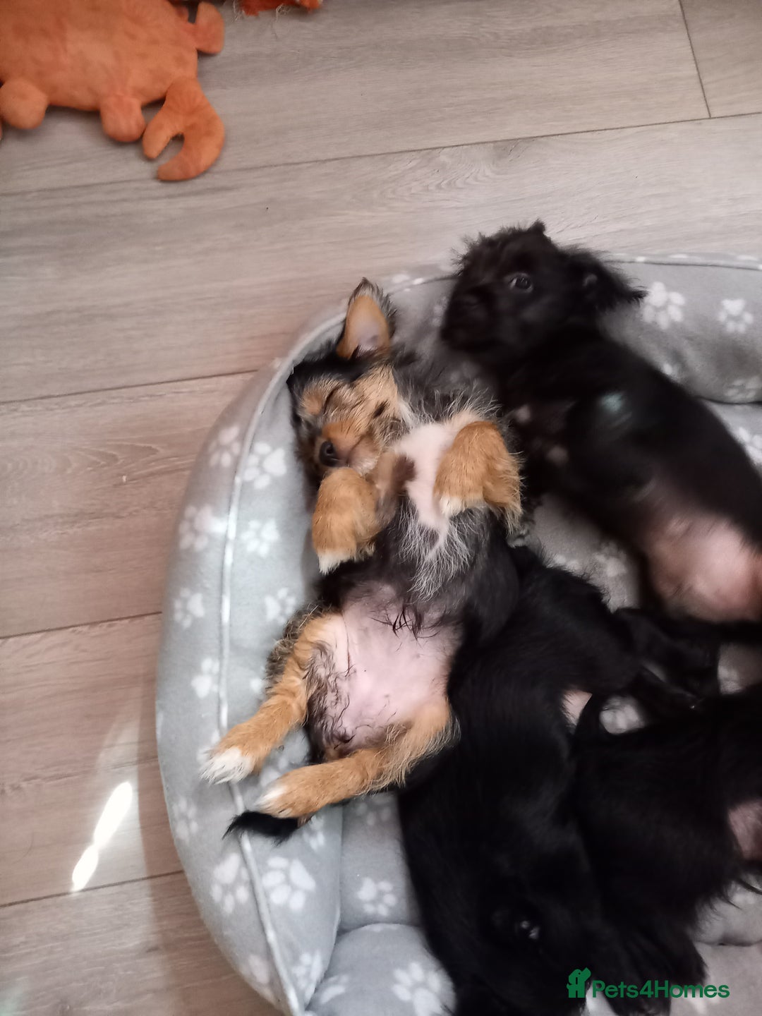 Mixed Breed dogs for sale: 💞ONLY 4 Beautiful Yorkie Russel Puppies Left 💞 - Image 34