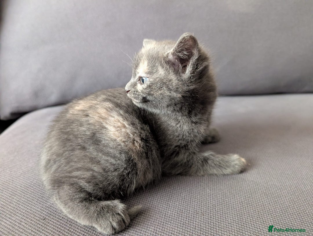 Domestic Shorthair cats for sale: Adorable domestic shorthair kittens, ready to go - Advert 16