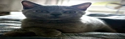 British Shorthair cats for sale: Beautiful British Shorthair  - Advert 10