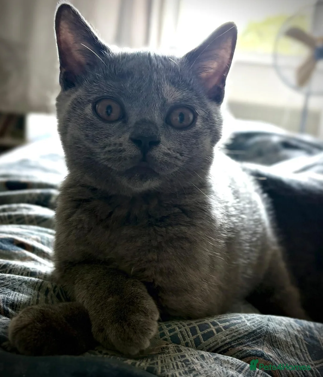 British Shorthair cats for sale: Beautiful British Shorthair  - Advert 10