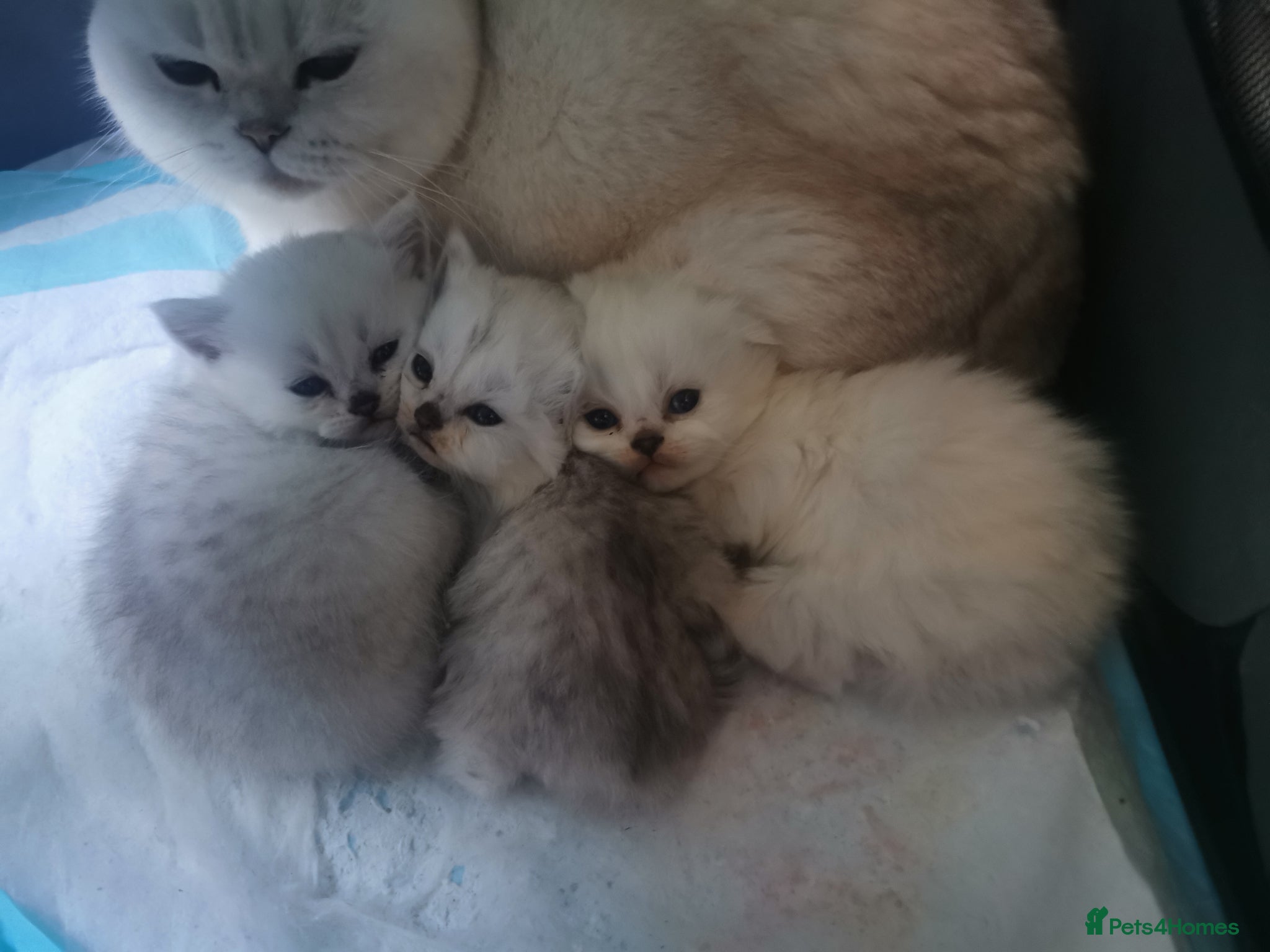 Scottish Fold cats Scottish Fold/Straight Kittens - Advert 8