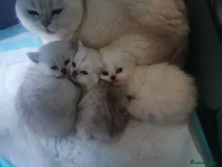 Scottish Fold cats Scottish Fold/Straight Kittens - Advert 5