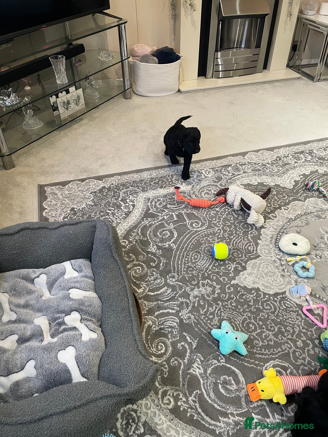 Labradoodle dogs for sale: Gorgeous black labradoodles - Advert 8