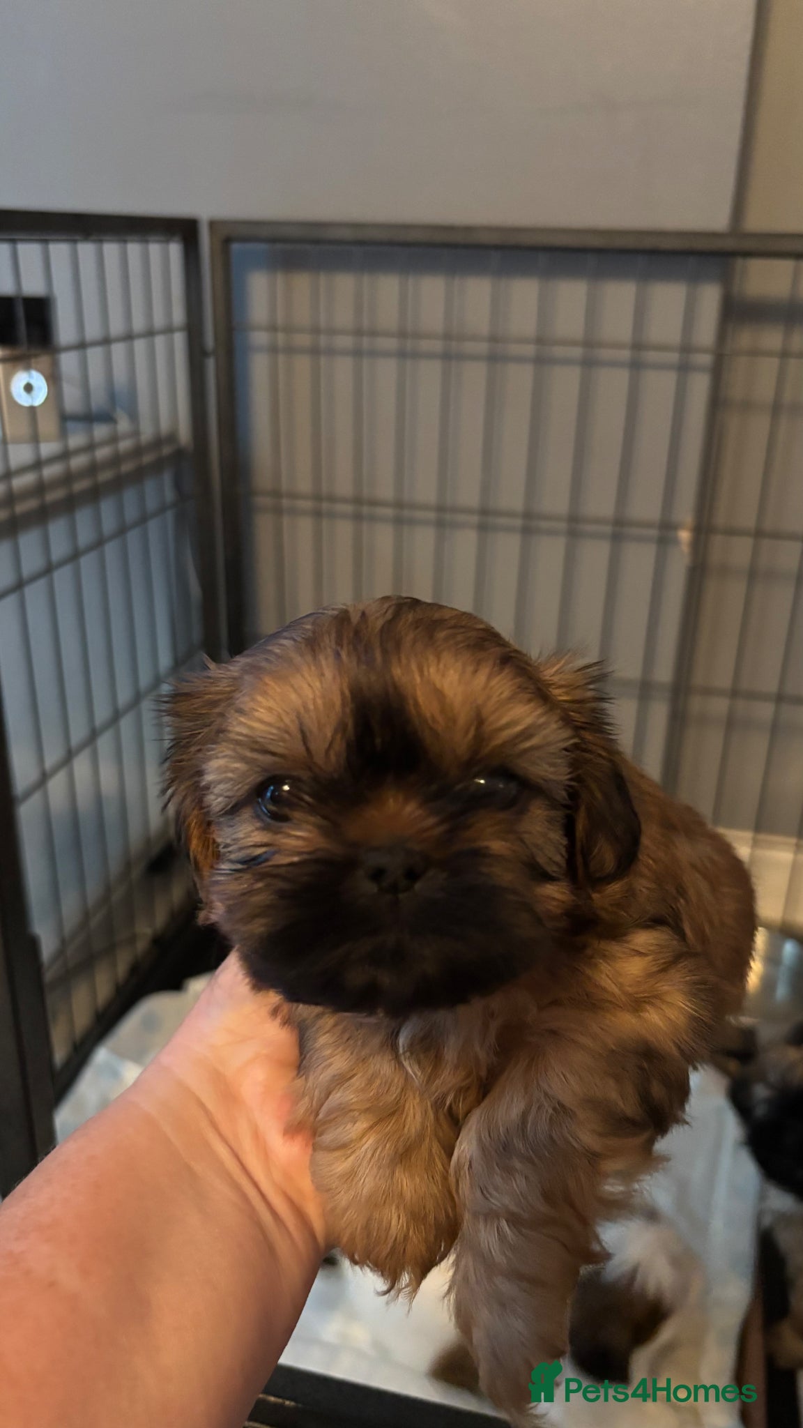 Shih Tzu dogs Shihtzu puppies - Advert 4