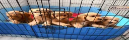 Cavapoo dogs for sale: Cavapoos puppies for sale  - Advert 15
