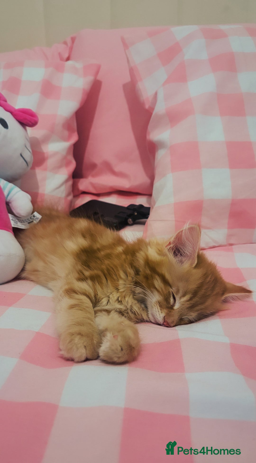 British Longhair cats for sale: Cute furry Ginger boy  - Image 2