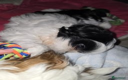Shih Tzu dogs for sale: Last two puppies from liter 🐶🐶 - Image 27