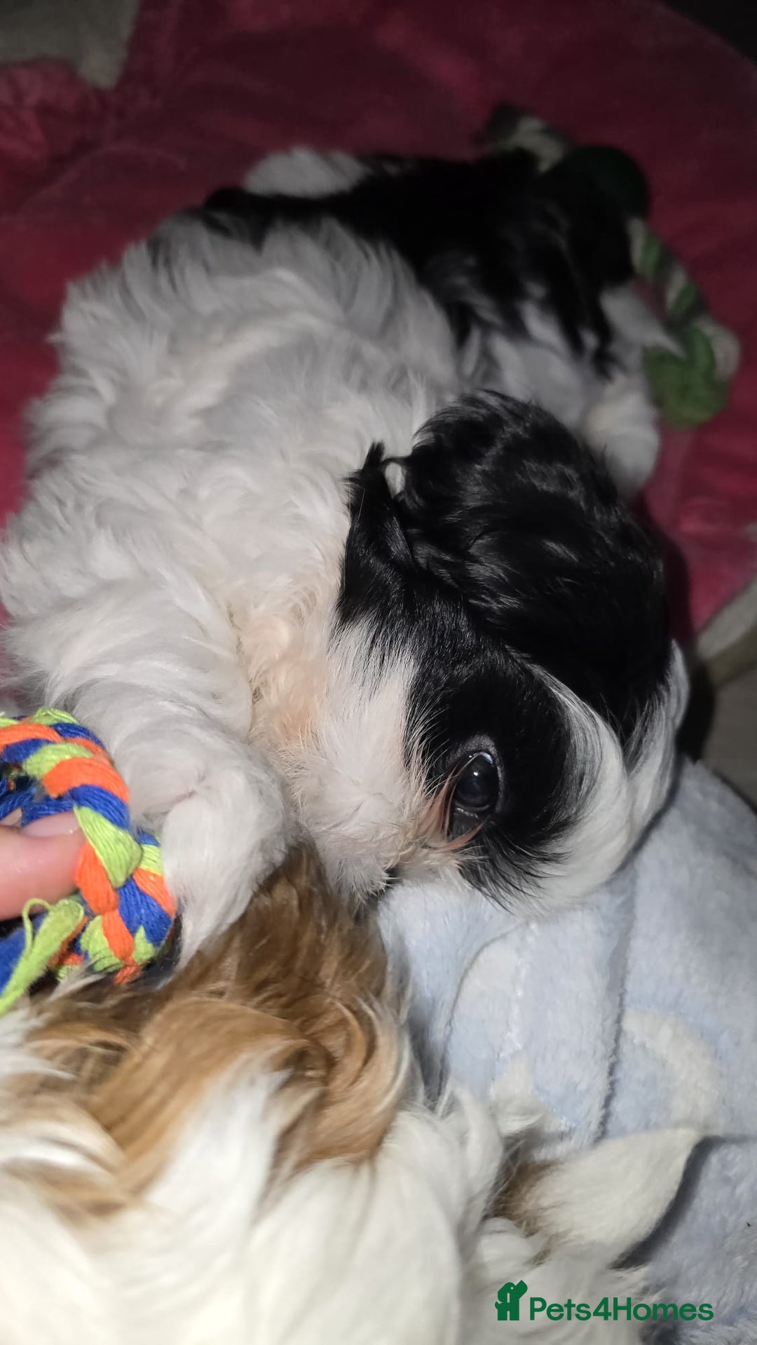 Shih Tzu dogs for sale: Last two puppies from liter 🐶🐶 - Image 27