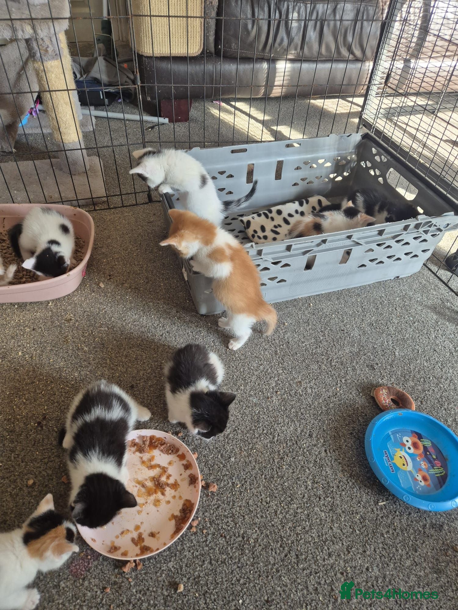 Mixed Breed cats Beautuful Kittens waiting for their furever homes - Advert 1
