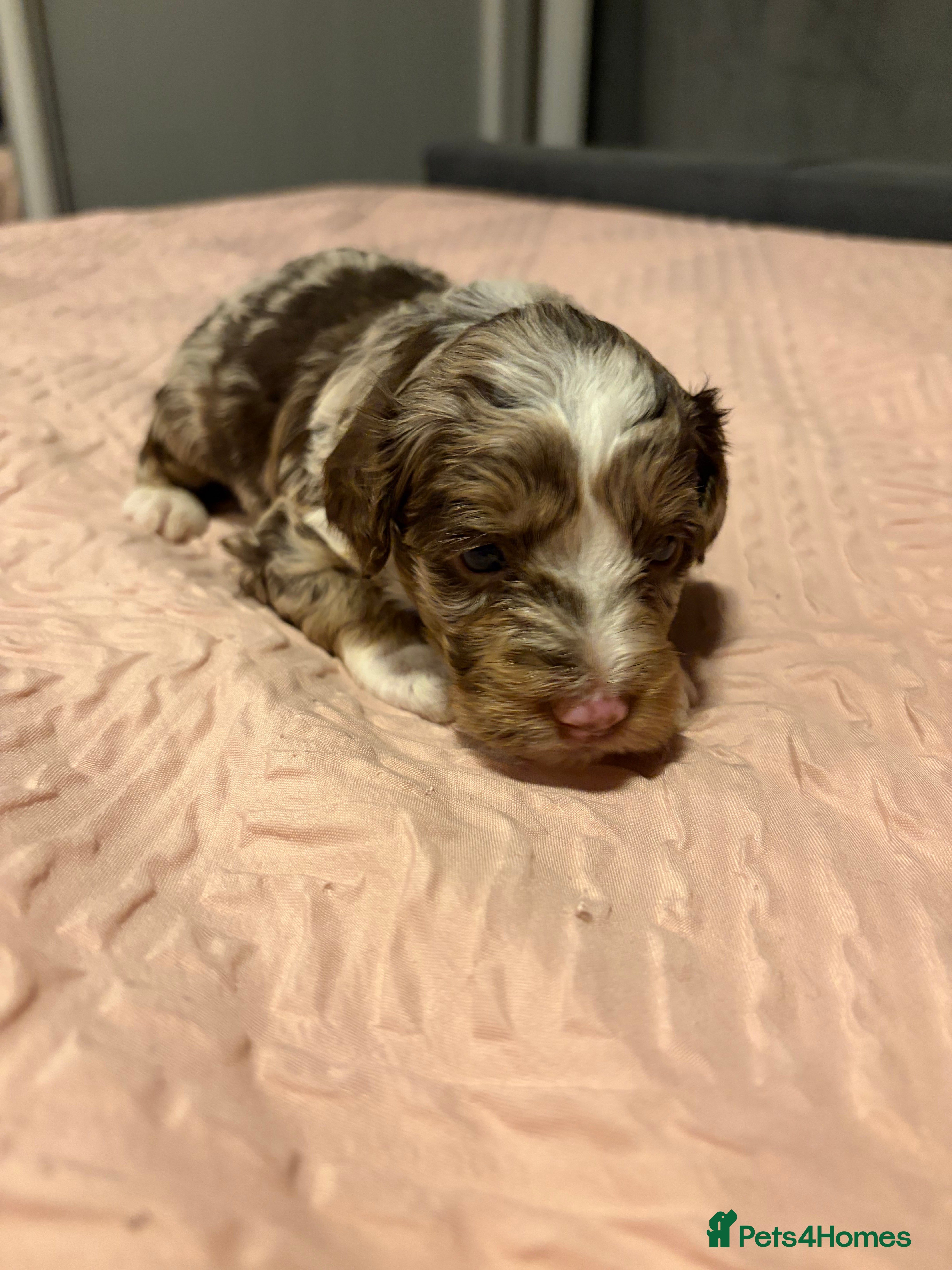 Bordoodle dogs Stunning litter of colliepoo/bordoodle puppies  - Advert 1