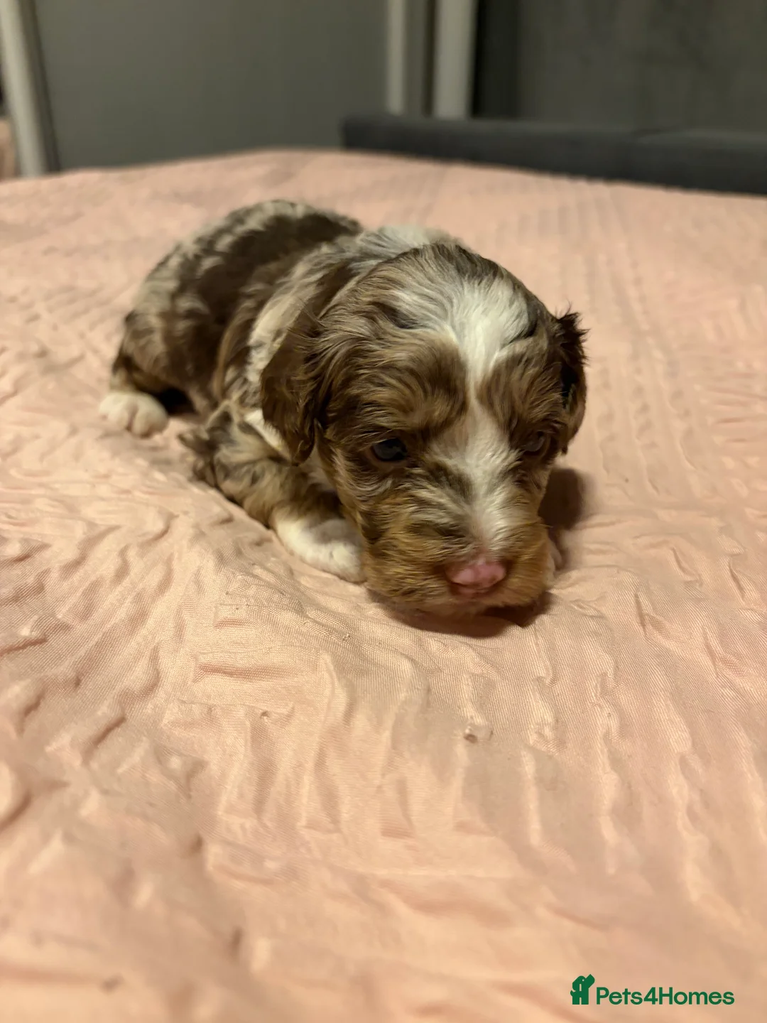 Bordoodle dogs for sale: Stunning litter of colliepoo/bordoodle puppies  - Advert 6