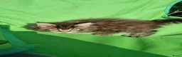 Maine Coon cats for sale: XXL Giant Main Coon  - Advert 4