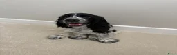 Cocker Spaniel dogs for sale: Blue Roan Cocker Spaniel in Northwich - Advert 1