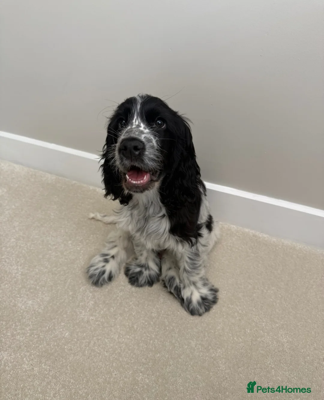 Cocker Spaniel dogs for sale: Blue Roan Cocker Spaniel in Northwich - Advert 1