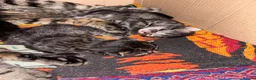 Domestic Shorthair cats for sale:  Tabby female cat with her four kittens for sale. - Advert 7