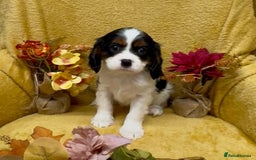 Cavalier King Charles Spaniel dogs for sale: 🐾Beautiful cavalier king Charles🐾  - Image 9