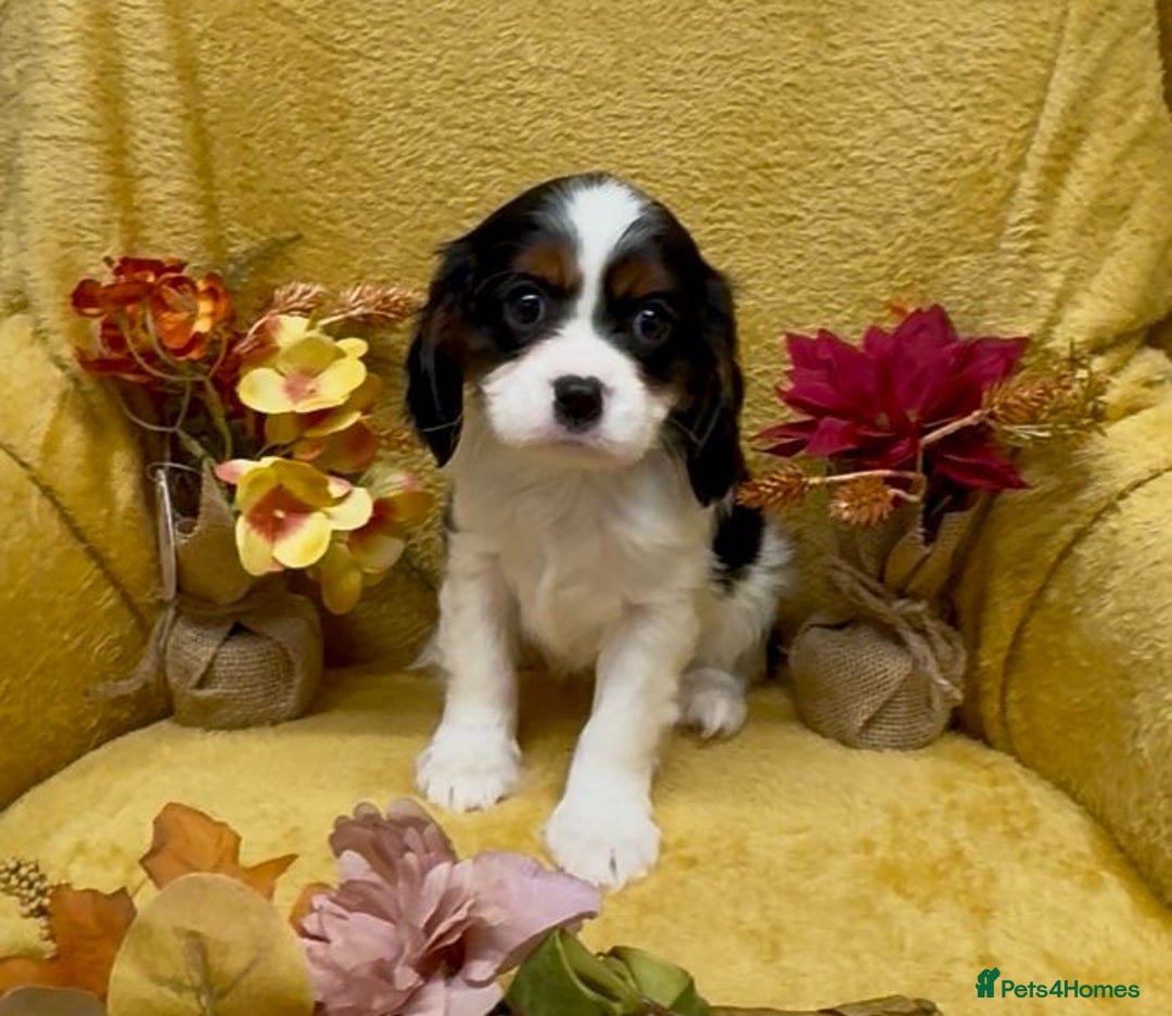Cavalier King Charles Spaniel dogs for sale: 🐾Beautiful cavalier king Charles🐾  - Image 9