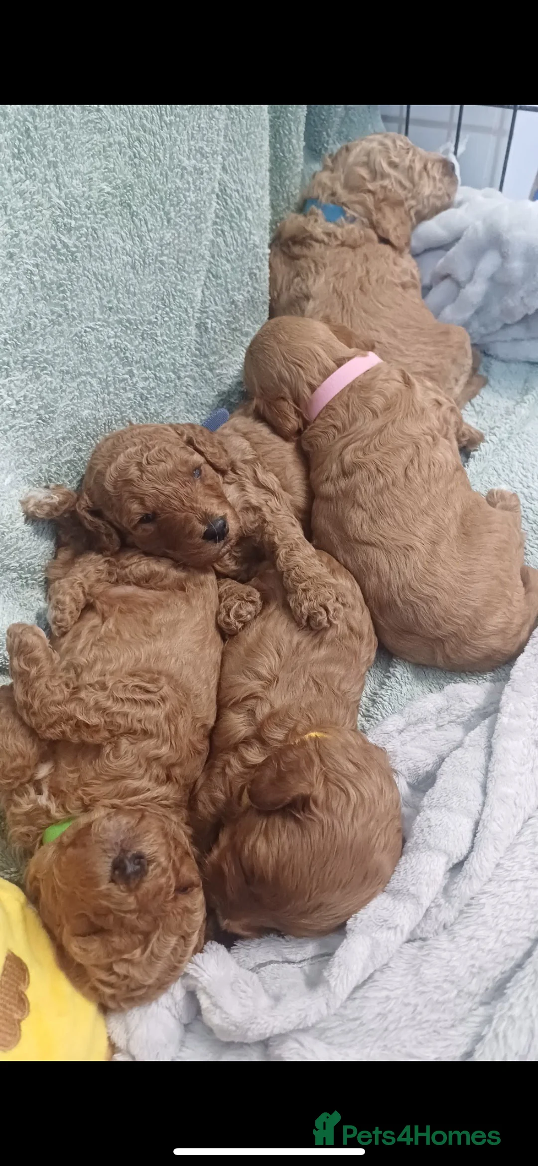 Miniature Poodle dogs for stud:  ⭐️KC PRINCE CHARMING BLUE BOY MINIATURE POODLE⭐️ - Advert 27