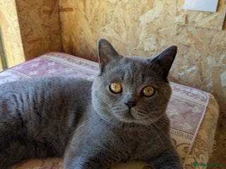 British Shorthair cats in Carmarthen - Advert 2