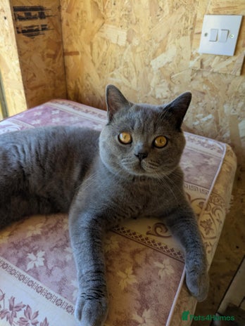 British Shorthair cats British Shorthair male available for stud in Carmarthen - Advert 13