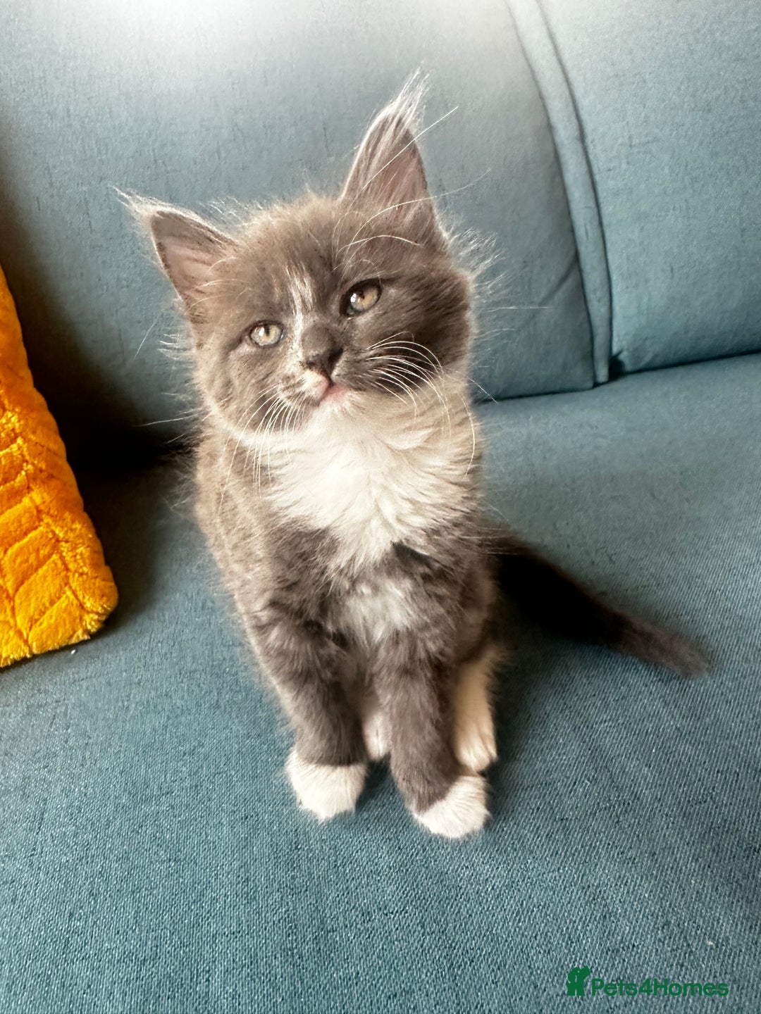 British Shorthair cats for sale: Adorable kittens - Advert 3