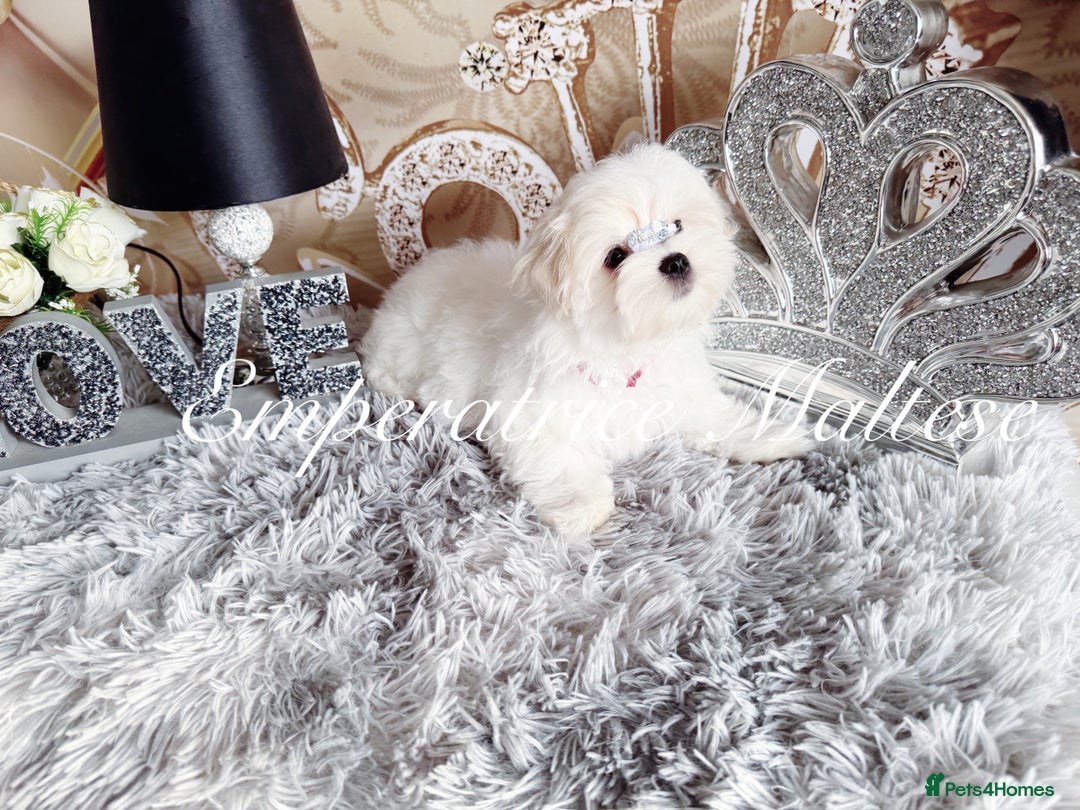 Maltese dogs for sale: Emperatrice Maltese-Korean Line Show Maltese KC Re - Image 4