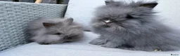 Lionhead rabbits for sale: 2 Double mane lion-head for sale last two boys  - Advert 13