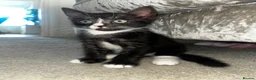 Mixed Breed cats for sale: 2x 8 weeks Beautiful kittens - Advert 7
