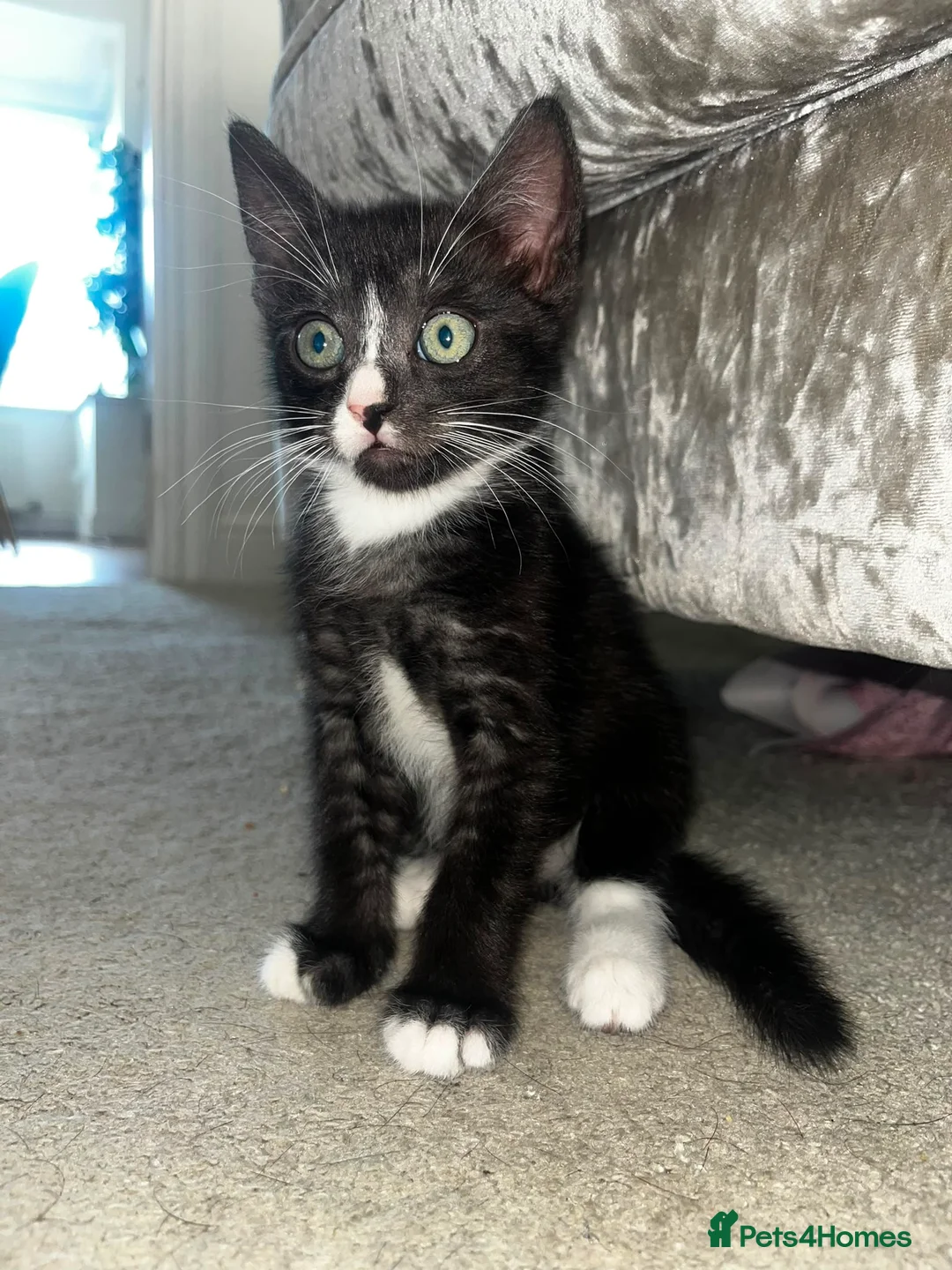 Mixed Breed cats for sale: 2x 8 weeks Beautiful kittens - Advert 7