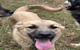 Mixed Breed dogs for adoption: Luanna - Norwich Norfolk  - Image 17