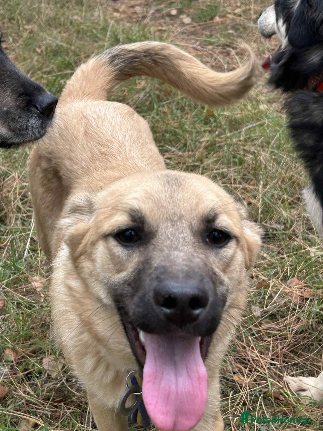 Mixed Breed dogs for adoption: Luanna - Norwich Norfolk  - Image 17