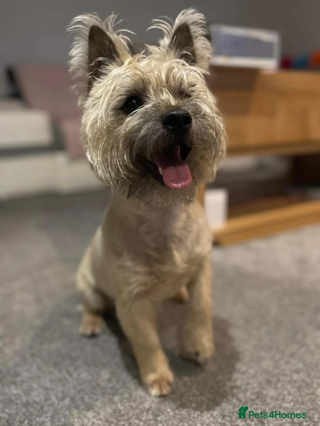 Cairn Terrier dogs for stud: pedigree cairn terrier for stud in Waterlooville - Advert 2
