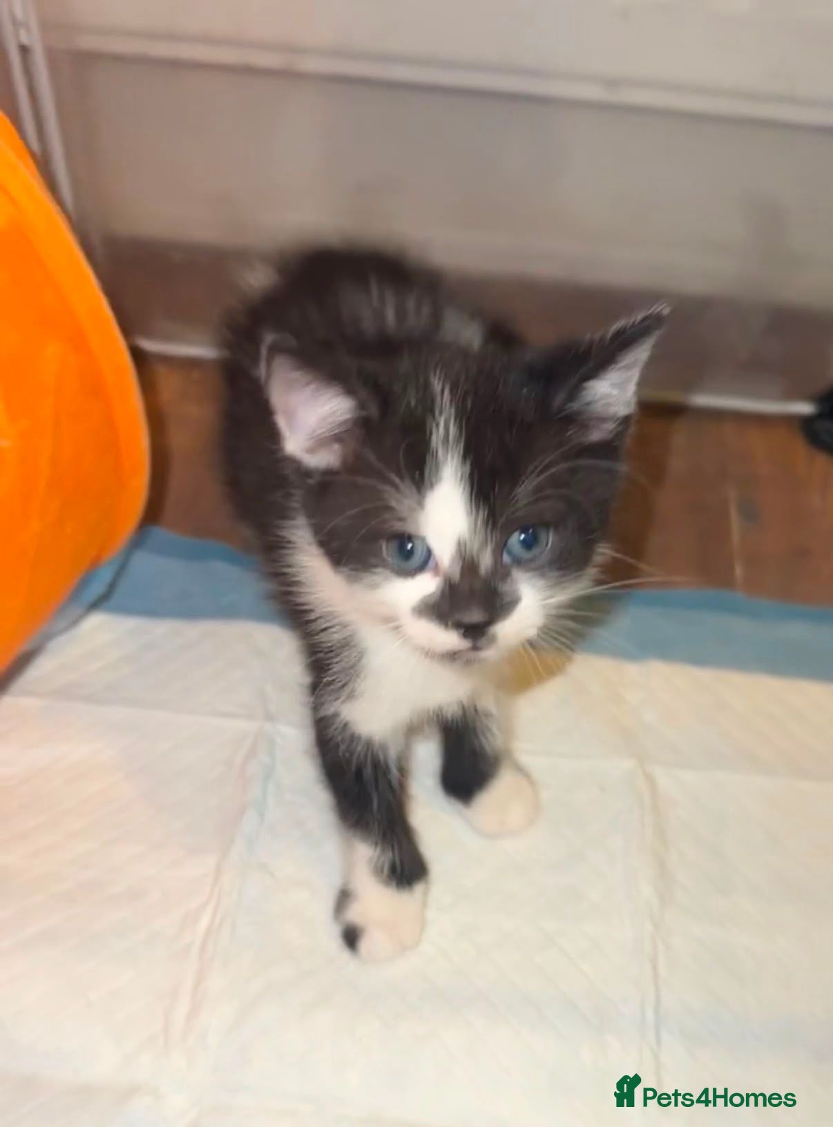 Mixed Breed cats X2 black and white male kittens - Advert 1