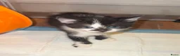 Mixed Breed cats for sale: X2 black and white male kittens in Mexborough - Advert 1
