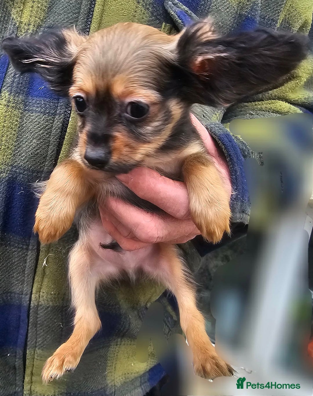 Russian Toy Terrier dogs for sale: Stunning little boy pup available  - Advert 5