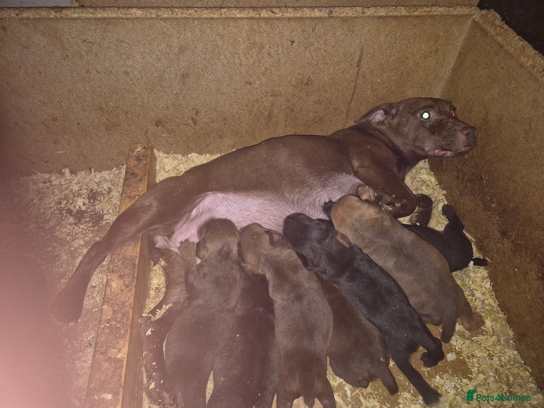 Patterdale Terrier dogs for sale: Working Patterdale terrier  - Image 2